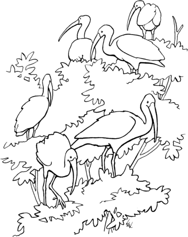 Scarlet Ibises Coloring Page